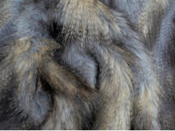 ombre_blue_wolf_2