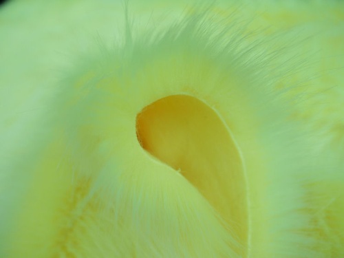 50mm_yellow_4