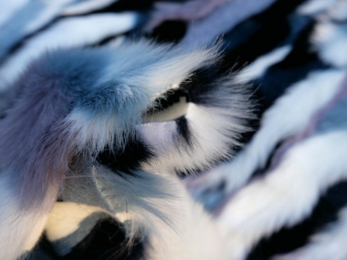 arlequin_4