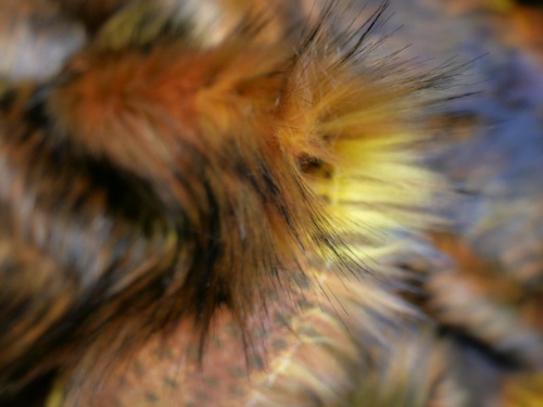 autumn_leaves_4