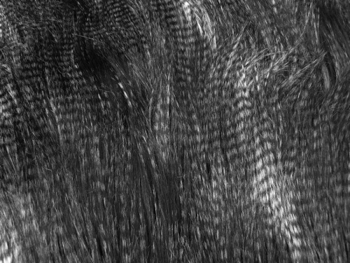 black_peacock_1