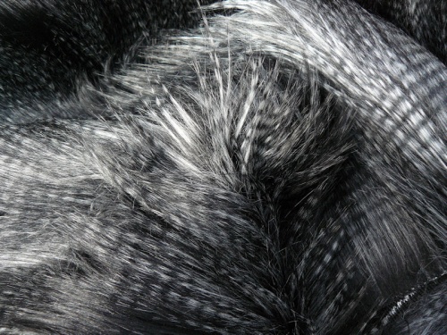 black_peacock_2