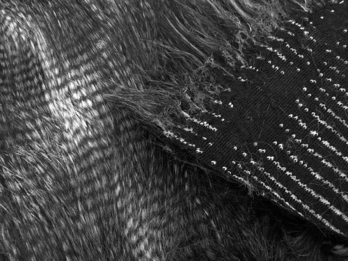 black_peacock_3