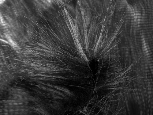 black_peacock_4
