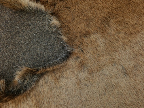 hedgehog_ff_3