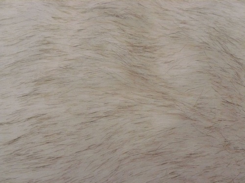 husky_1