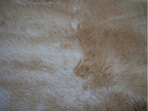 lion_mink_1