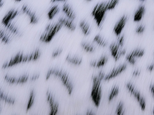 long_snow_leopard_1
