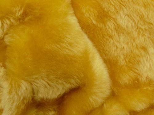 p800_teddygold_1