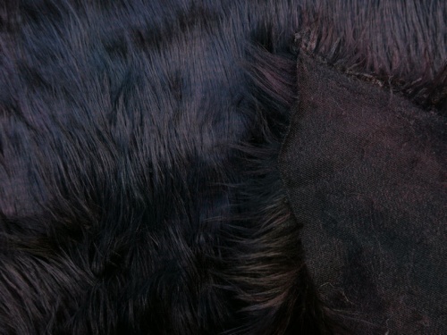 purple_peacock_3