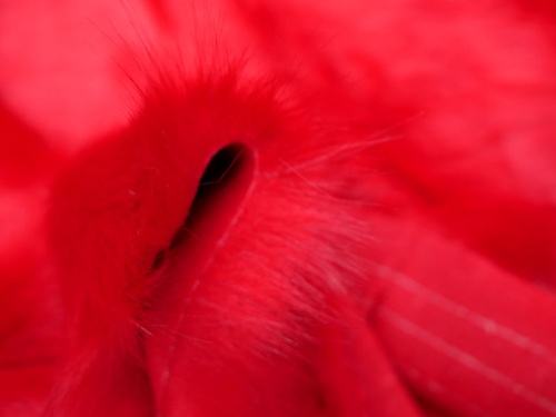 red_c1124_4_440089130